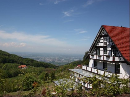 照片: Gr&amp;uuml;ner Baum